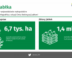 Jabłka w województwie małopolskim w 2024 Foto